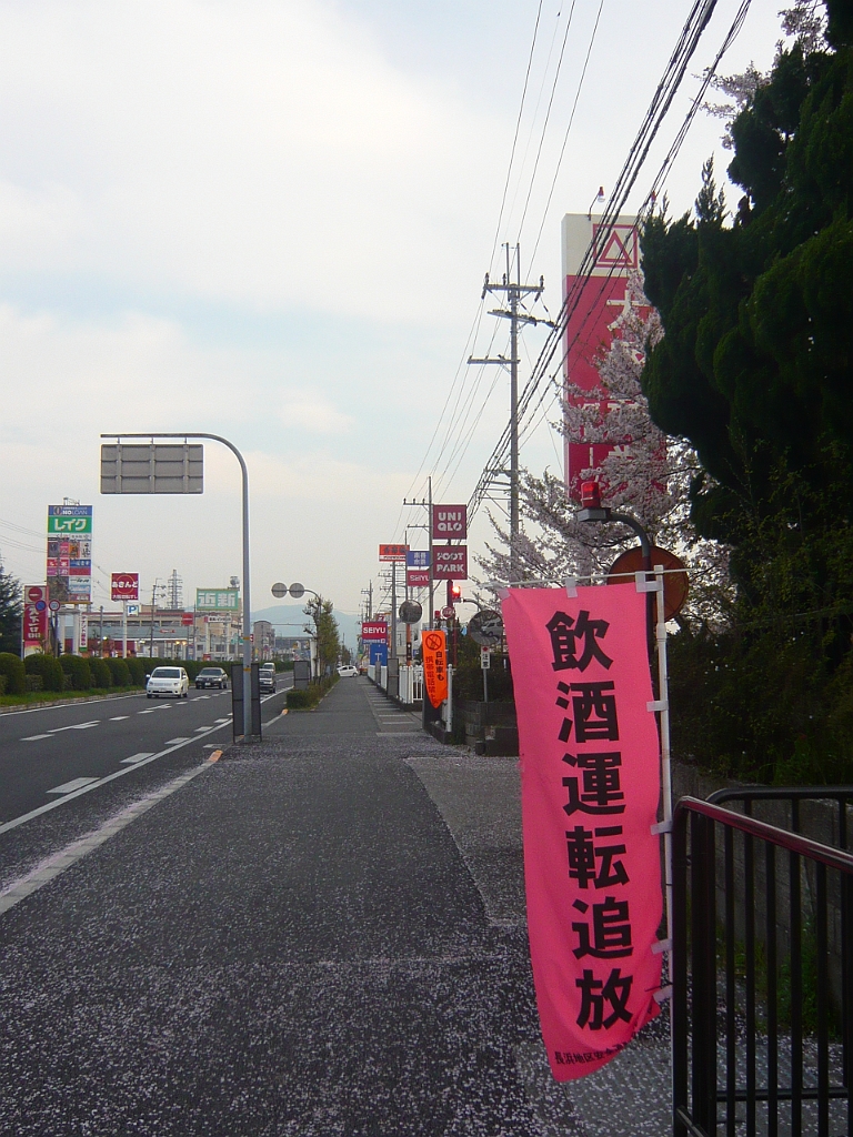 p1020249.jpg - This is the main road through Nagahama that I biked along to get to work, with cherry blossoms on the road. (And a "don't drive drunk" sign in the foreground.)
